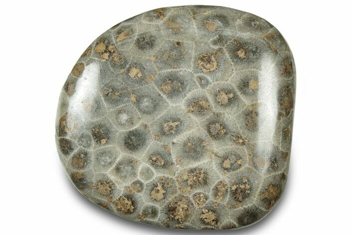 Polished Petoskey Stone (Fossil Coral) - Michigan #322980